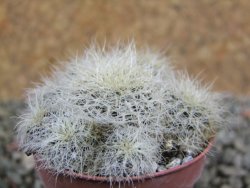 Sulcorebutia hertusii Zudaňes, pot 5,5 cm - 12390086