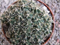 Tephrocactus pulcherimus Incahuasi pot 7 cm