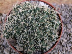 Tephrocactus pulcherimus Incahuasi pot 7 cm - 12390147