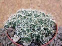 Tephrocactus pulcherimus Incahuasi pot 7 cm - 12390148