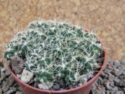 Tephrocactus pulcherimus Incahuasi pot 7 cm - 12390149