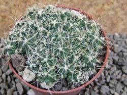 Tephrocactus pulcherimus Incahuasi pot 7 cm - 12390150