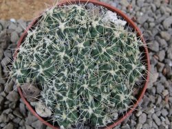 Tephrocactus pulcherimus Incahuasi pot 7 cm - 12390151