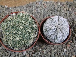 Tephrocactus pulcherimus Incahuasi pot 7 cm - 12390152