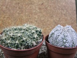 Tephrocactus pulcherimus Incahuasi pot 7 cm - 12390153