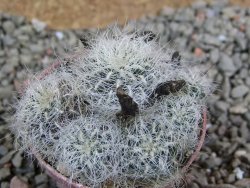 Sulcorebutia hertusii Zudaňes, pot 5,5 cm - 12390176