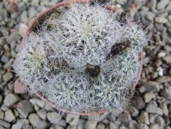 Sulcorebutia hertusii Zudaňes, pot 5,5 cm - 12390177