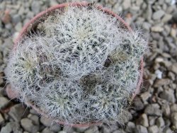 Sulcorebutia hertusii Zudaňes, pot 5,5 cm - 12390178