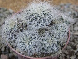 Sulcorebutia hertusii Zudaňes, pot 5,5 cm