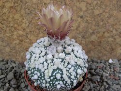 Astrophytum Hanazano Kabuto pot 5,5 cm - 12390479