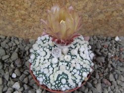 Astrophytum Hanazano Kabuto pot 5,5 cm - 12390480