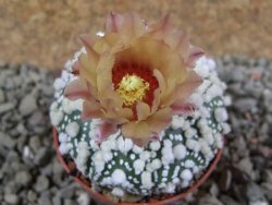 Astrophytum Hanazano Kabuto pot 5,5 cm - 12390481