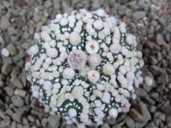 Astrophytum Hanazano Kabuto pot 5,5 cm - 12390483