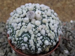 Astrophytum Hanazano Kabuto pot 5,5 cm