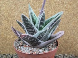 Gasteraloe Ice Green, pot 12 cm