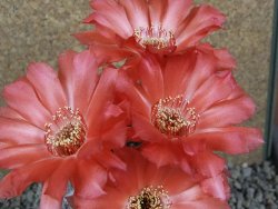 Echinopsis x Trichocereus (Lobivia) pot 10 cm - 12390695