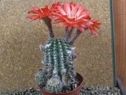 Echinopsis x Trichocereus (Lobivia) pot 10 cm - 12390696