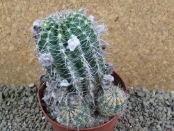 Echinopsis x Trichocereus (Lobivia) pot 10 cm - 12390697