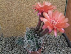 Echinopsis x Trichocereus (Lobivia) pot 5,5 cm