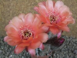 Echinopsis x Trichocereus (Lobivia) pot 5,5 cm - 12390699