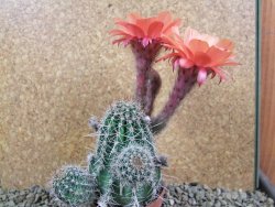 Echinopsis x Trichocereus (Lobivia) pot 5,5 cm - 12390700