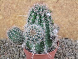 Echinopsis x Trichocereus (Lobivia) pot 5,5 cm - 12390701