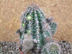 Echinopsis x Trichocereus (Lobivia) pot 5,5 cm - 12390702