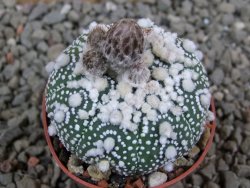 Astrophytum Hanazano Kabuto pot 5,5 cm