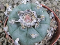 Lophophora williamsii pot 5,5 cm - 12390768