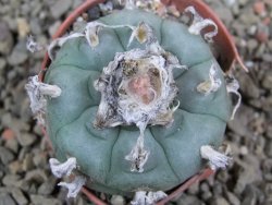 Lophophora williamsii pot 5,5 cm - 12390769