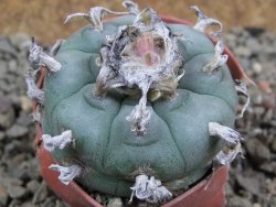 Lophophora williamsii pot 5,5 cm - 12390770