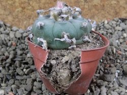 Lophophora williamsii pot 5,5 cm - 12390771