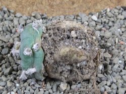 Lophophora williamsii pot 5,5 cm - 12390772