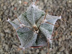 Astrophytum Dinosaur X ornatum pot 5,5 cm