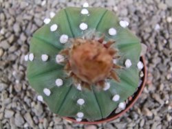 Astrophytum X asterias nudum pot 7 cm - 12390842