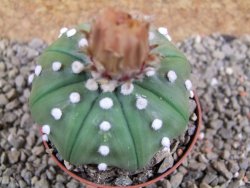 Astrophytum X asterias nudum pot 7 cm - 12390843