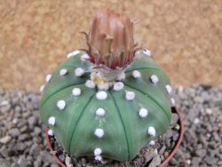 Astrophytum X asterias nudum pot 7 cm - 12390844