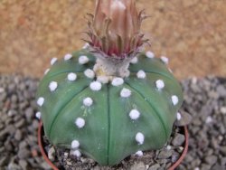 Astrophytum X asterias nudum pot 7 cm