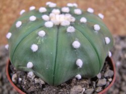 Astrophytum X asterias nudum pot 7 cm - 12390847