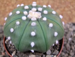 Astrophytum X asterias nudum pot 7 cm - 12390848