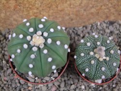 Astrophytum X asterias nudum pot 7 cm - 12391287