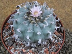 Lophophora williamsii XXl pot 12 cm
