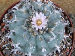 Lophophora williamsii XXl pot 12 cm - 12390850