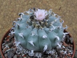 Lophophora williamsii XXl pot 12 cm - 12390851