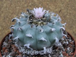 Lophophora williamsii XXl pot 12 cm - 12390853