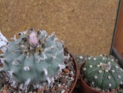 Lophophora williamsii XXl pot 12 cm - 12390854