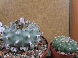 Lophophora williamsii XXl pot 12 cm - 12390855