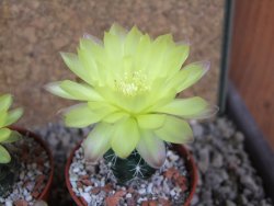 Gymnocallycium andreae Cerro Los Gigantes Cord. pot 5,5 cm