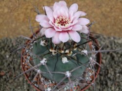 Gymnocalycium armatum, pot 10,5 cm