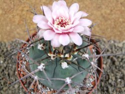 Gymnocalycium armatum, pot 10,5 cm - 12390954
